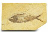 Detailed Fossil Fish (Knightia) - Wyoming #329544-1